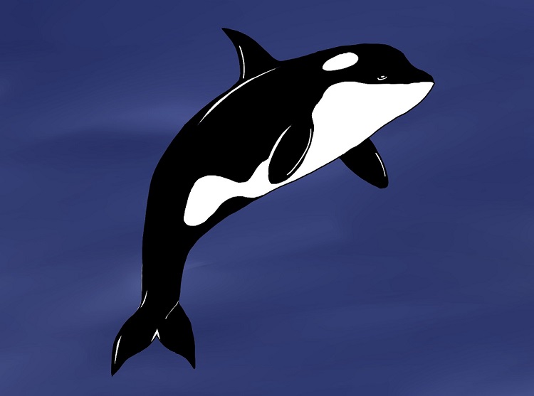Killer Whale Fun Facts
